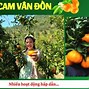 Vạn Yên Vân Đồn Quảng Ninh